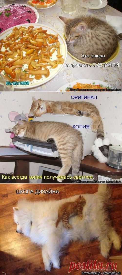 Тише, люди, кошки спят.