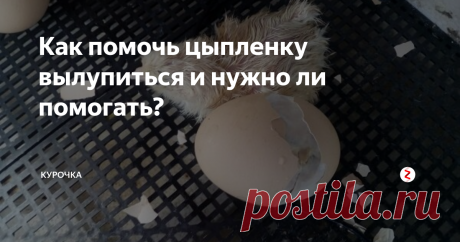Как помочь цыпленку вылупиться и нужно ли помогать? Добрый день, дорогие читатели и подписчики сайта «Все про кур». Бывают моменты, когда цыпленок не может сам выбраться из яйца. С этим сталкиваются птицеводы, которые правильно выпаривают птенцов в инкубаторе, соблюдая температурный режим и влажность. Как помочь цыпленку вылупиться из яйца? Фото и видео прилагаются.
Содержание статьи:
1 Нужно ли помогать цыпленку вылупиться из яйца?
2 Почему цыплен