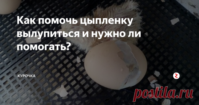 Как помочь цыпленку вылупиться и нужно ли помогать? Добрый день, дорогие читатели и подписчики сайта «Все про кур». Бывают моменты, когда цыпленок не может сам выбраться из яйца. С этим сталкиваются птицеводы, которые правильно выпаривают птенцов в инкубаторе, соблюдая температурный режим и влажность. Как помочь цыпленку вылупиться из яйца? Фото и видео прилагаются.
Содержание статьи:
1 Нужно ли помогать цыпленку вылупиться из яйца?
2 Почему цыплен