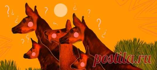 Кошками, собаками, оленями и даже носорогами мало кого удивишь. Чего не скажешь о более редких зверях типа квокк, тапиров или опоссумов. Как называется чудо-юдо с ногами зебры, самый большой грызун в мире и животное, похожее на ожившую сосновую шишку? Посмотрите на фотографии и определите, кто на них изображён.