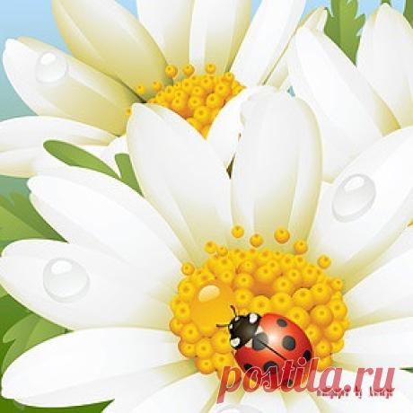 Комнатные растения. Челябинск | OK.RU