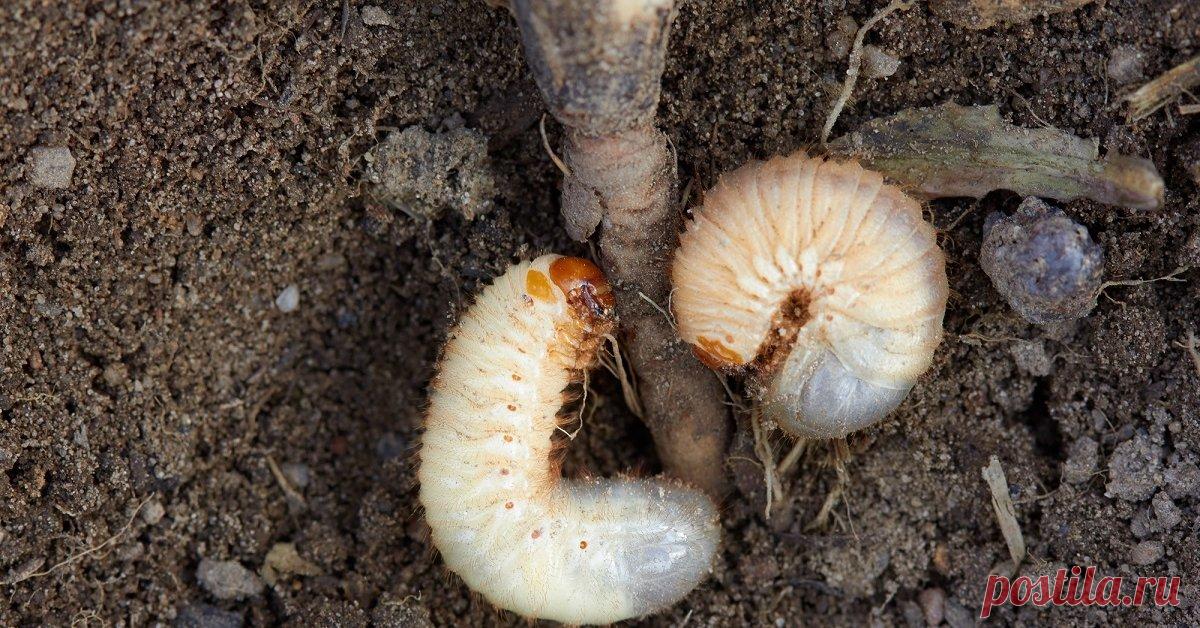 5 почвенных вредителей, которые лишают вас урожая картофеля и корнеплодов Вредителей растений в почве немало, однако самыми опасными для урожая корнеплодов и картошки можно считать эту пятерку.