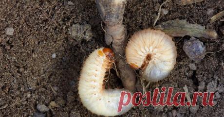 5 почвенных вредителей, которые лишают вас урожая картофеля и корнеплодов Вредителей растений в почве немало, однако самыми опасными для урожая корнеплодов и картошки можно считать эту пятерку.