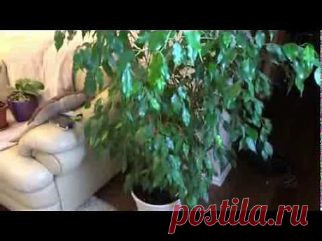▶ Мои комнатные растения, цветы! часть3 - YouTube