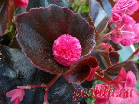 BEGONIA DOBLE