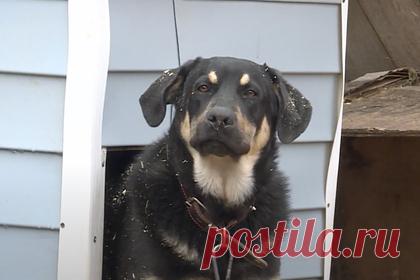 В Суздальском районе появится приют для животных. Около села Хотенское Суздальского района построят областной приют для животных. Уточняется, что приют появится восточнее дороги Владимир — Юрьев-Польский. В нем смогут содержать не менее 300 собак и 50 кошек. В настоящее время областной департамент ветеринарии занимается оформлением документов на земельный участок.