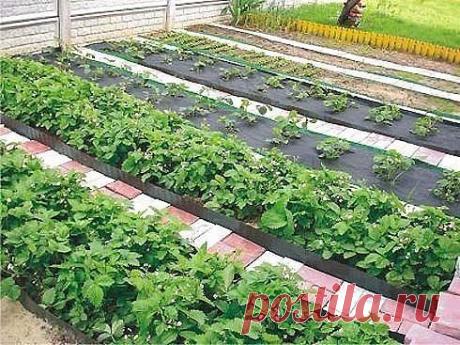 Маленькие секретики садоводу - огороднику. Добавь себе , чтобы не забыть!
1. Йод для капусты. В ведро воды добавить 40 капель йода. Когда начнет формироваться кочан, поливать капусту под растение по 1 литру.
2. Ускорение пророста. Чтобы семена быстрее проросли их замачивают в растворе перекиси водорода (4%) на 12 часов (капуста), а семена помидоров и свеклы - на 24 часа. Для обеззараживания семян (вместо марганцовки) их обрабатывают 10% перекисью водорода 20 минут. Соотношение раствора и семян