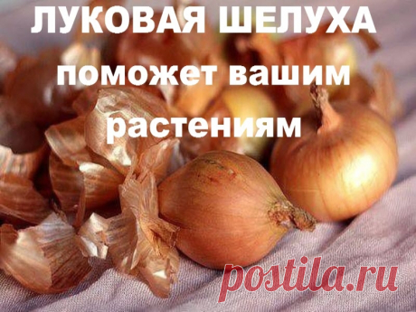 ЛУКОВАЯ ШЕЛУХА поможет вашим растениям | Полезные советы!