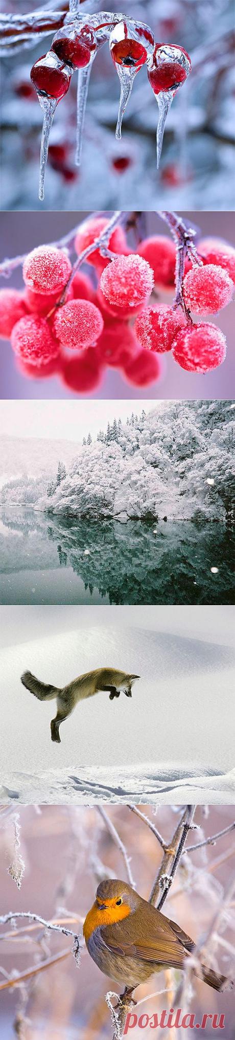 Зимний лес (49 фото) природа, деревья картинки видео