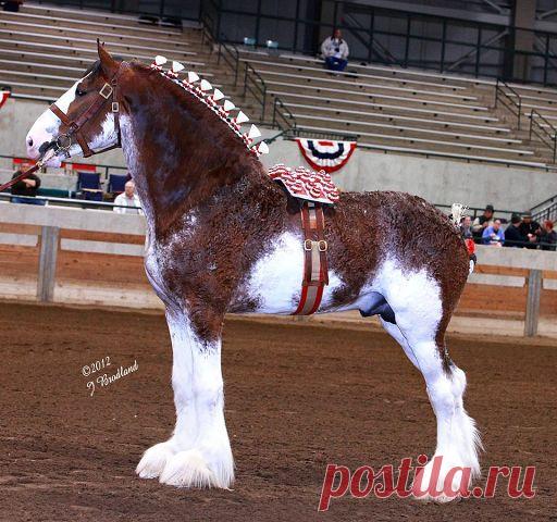 лошади(Англия)