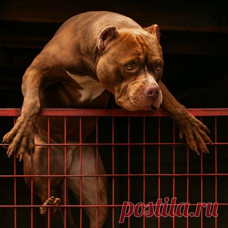 Сладкая парочка - OGADANIE.RU