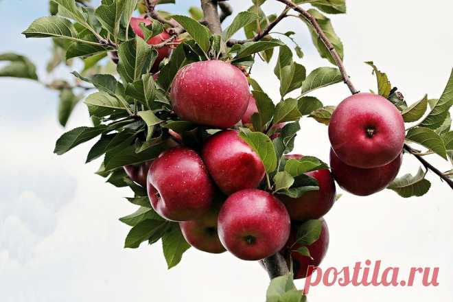 Как реанимировать старое и больное дерево: 8 советов садоводам