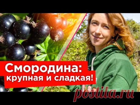 ДАЙТЕ ЭТО СМОРОДИНЕ В ИЮНЕ ДЛЯ КРУПНЫХ И СЛАДКИХ ЯГОД!