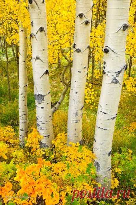 Aspen, CO, USA, in Fall | Autumn Splendor