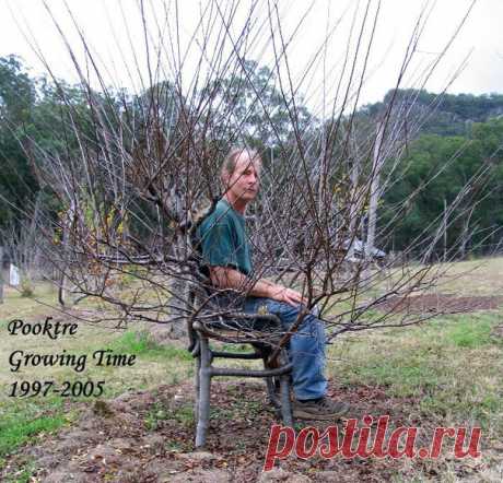 Вырасти себе стул.
Арбоскульптура (Pooktre) родилась на стыке архитектуры и садоводства, это искусство управления формой растущих деревьев.