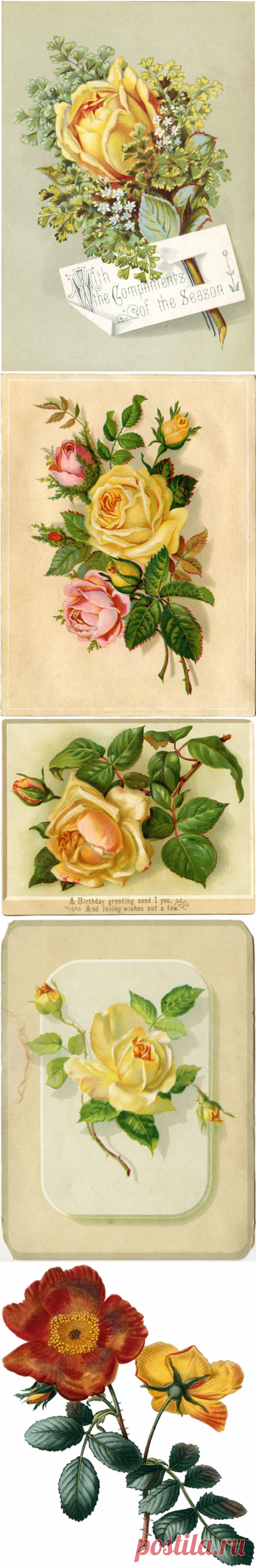 12 фотографий желтых роз! - Графика Сказочная