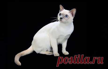 Tonkinese - The Cat Fanciers' Association