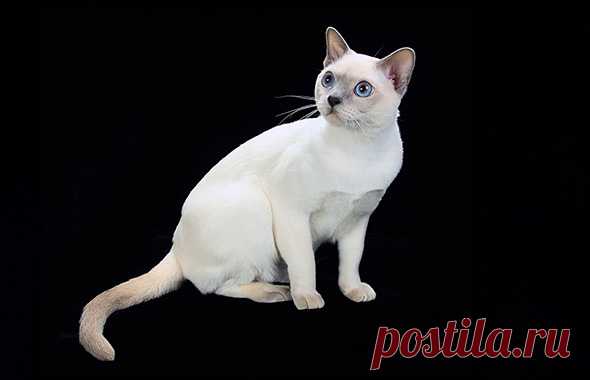 Tonkinese - The Cat Fanciers' Association