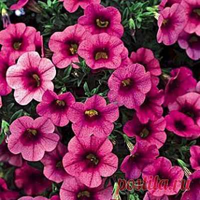 цветы садовые: 104 тыс изображений найдено в Яндекс.Картинках