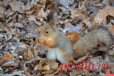 Фото: Белка. Фотограф Константин Анисимов. Фото животных - Фотосайт Расфокус.ру