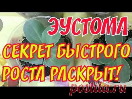 Эустома | Успешный результат реанимации лизиантуса | Секрет для быстрого роста!