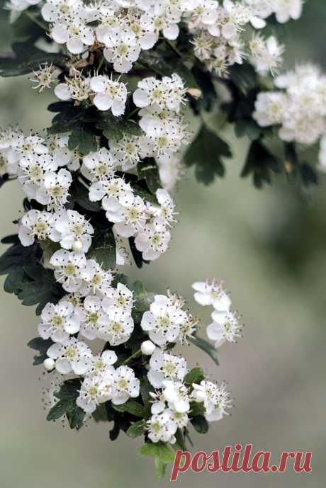 Cardamome