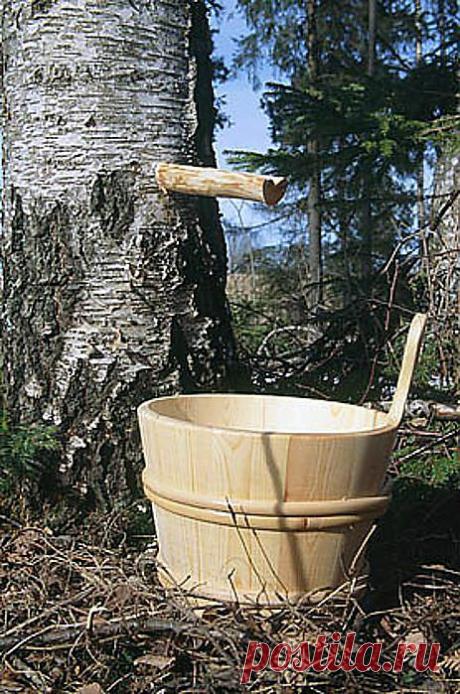 Польза Березового Сока Для Здоровья.