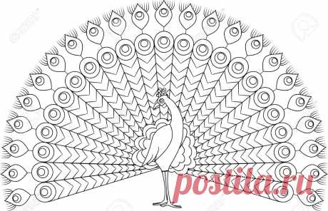 рисуем павлина карандашом: 13 тыс изображений найдено в Яндекс.Картинках