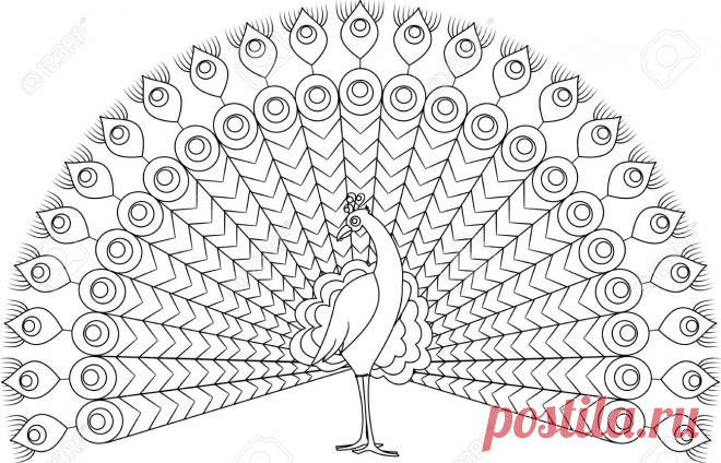 рисуем павлина карандашом: 13 тыс изображений найдено в Яндекс.Картинках