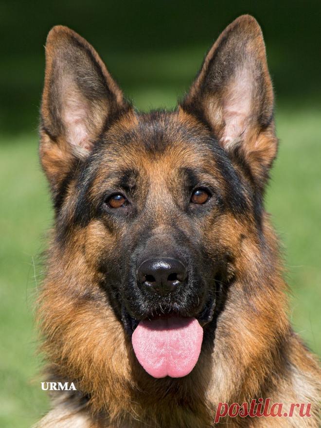 Warrimo vom Eichenplatz.
Питомник Рахимжан.
v. VA1 Ober von Bad-Boll 
m. Alisha vom Eichenplatz
SG45 BSZS 2011, «Отлично-2»-V2(KZ), IPO-1, Kkl 1HD-SV: HD a-normal (a1)