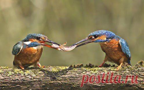 Украина посередине.