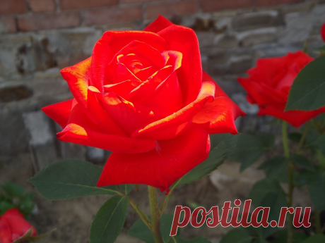 розы