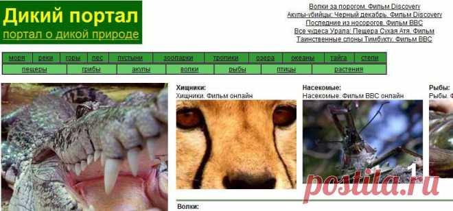 Дикий портал -- О дикой природе: моря; реки; горы; лес; пустыни; зоопарки; тропики; озера; океаны; тайга; степи; пещеры; грибы; акулы; волки; рыбы; птицы; растения и многое другое ...