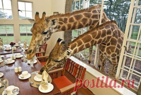 В двадцати километрах от столицы Кении Найроби находится необычный отель Giraffe Manor, что в переводе означает «Поместье жирафа». К территории отеля вплотную примыкает лес, в котором водятся находящиеся под угрозой исчезновения жирафы Ротшильда. Благодаря программе по охране местной природы, жирафы чувствуют себя здесь достаточно хорошо. Ну, а туристы, останавливающиеся в «Поместье жирафа», могут общаться с этими прекрасными животными практически в любое время суток