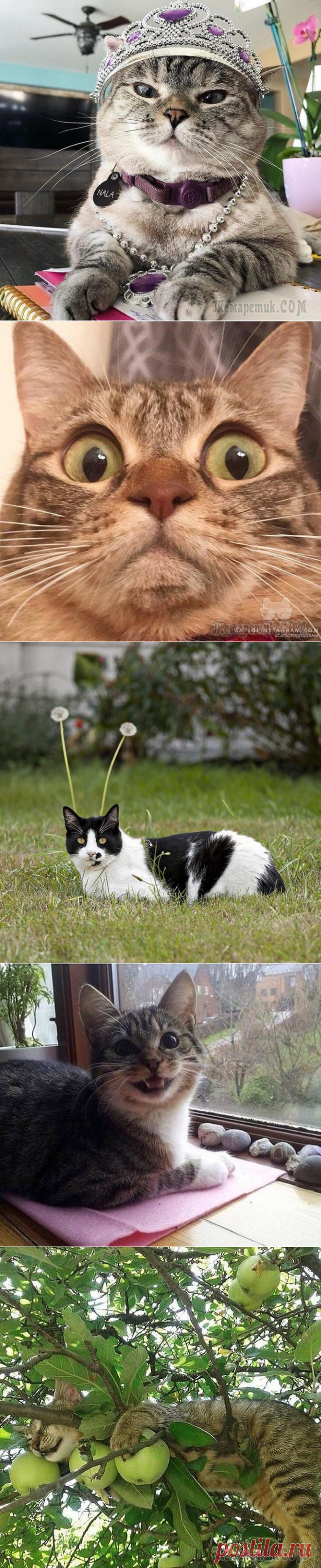 17 фотографий, которые доказывают, что котикам можно все. И даже немного больше