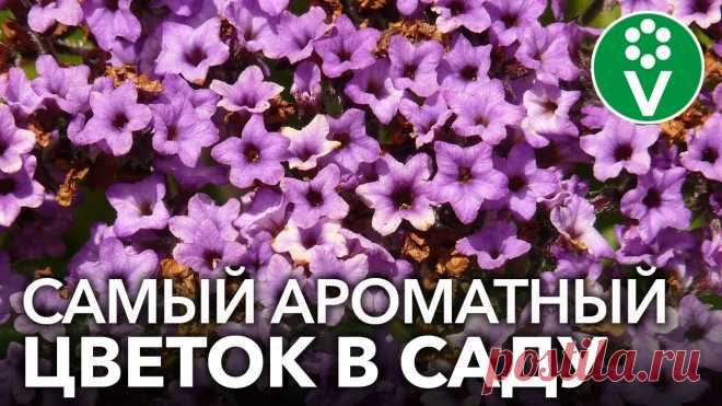 ПОСЕЙТЕ ЦВЕТОК С АРОМАТОМ ВАНИЛИ! Как вырастить из семян гелиотроп?