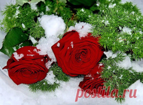 Плейкаст «Цветы под снегом»