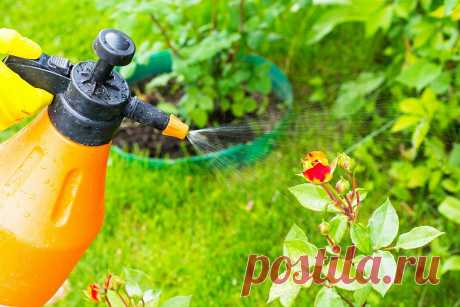 Pernai pirmą kartą panaudojau actą sode. Dabar visi kaimynai daro tą patį Pernai pirmą kartą panaudojau actą sode. Dabar visi kaimynai daro tą patį - labai gardus patiekalas, kurį nesunkiai pasigaminsite pagal pateiktą receptą šioje svetainėje. Daug gerų ir išbandytų receptų vienoje vietoje, kuriuos tiesiog privalote išmėginti!