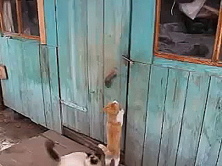Фотографии Острячок. Умные коты!