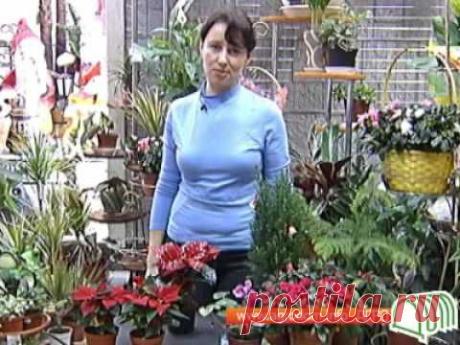 64 Комнатные растения