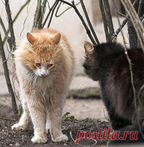 Злость