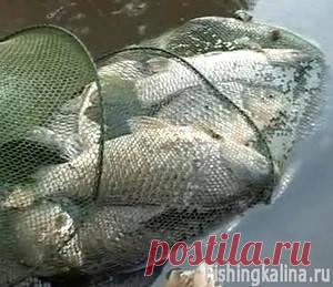 Ловля карася на удочку - секреты карасевой рыбалки