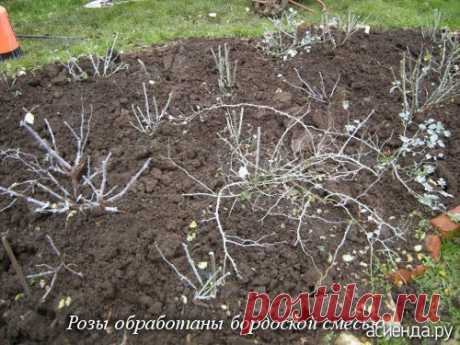 Укрытие роз на зиму в средней полосе России, фотографии: Группа Декоративные деревья и кустарники