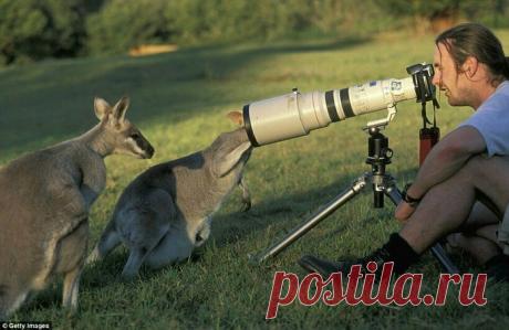 Фотографам дикой природы часто мешают животные