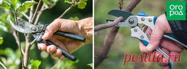 Секатор для обрезки садовых деревьев и кустов – разбираемся, какой лучше | Садовый инструмент (Огород.ru)