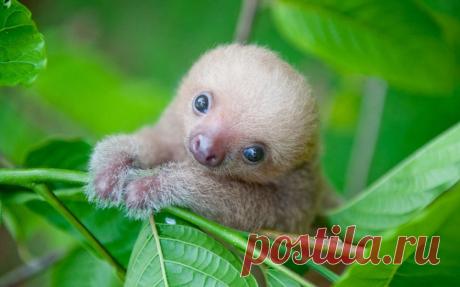 Приют для сироток-ленивцев — Наука и жизнь