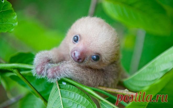 Приют для сироток-ленивцев — Наука и жизнь