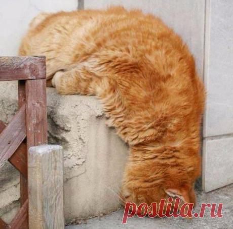 Не могла пройти мимо - Что это? Лень, заспал или стойка на голове?
