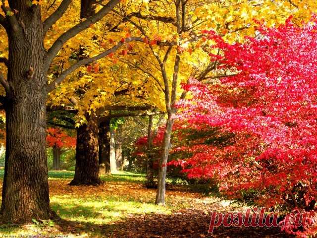 Листьев жёлтых, листьев красных, много в эти дни. посмотрите, как прекрасно выглядят они!