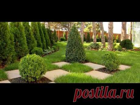 РАЗМНОЖЕНИЕ, ВЫРАЩИВАНИЕ ЗАПАДНОЙ ТУИ. ТУЯ СМАРАГД. КАК ВЫРАСТИТЬ ЗАПАДНУЮ ТУЮ СМАРАГД